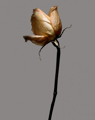 Dead Rose Gray, botanical, photography by Rich Begany