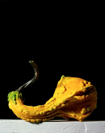 Gourds 019, botanical, photography by Rich Begany