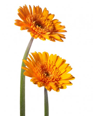 Orange Gerber Daisys, botanical, photography by Rich Begany