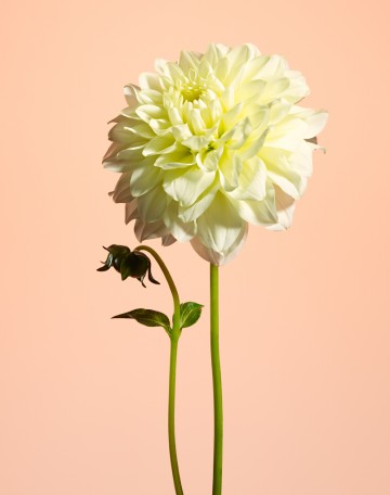 Pink Dahlia, botanical, photography by Rich Begany