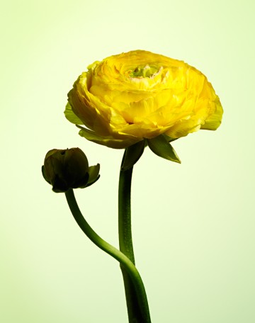 Ranunculus Bud, botanical, photography by Rich Begany