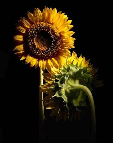 Sunflowers, botanical, photography by Rich Begany