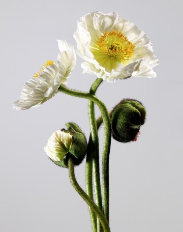 Poppies Gray, still life photography by Rich Begany