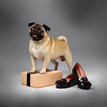 Pug 2024 with shoes